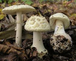 Attēlu rezultāti vaicājumam “Amanita citrina”
