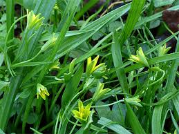 Attēlu rezultāti vaicājumam “Gagea lutea leaf”