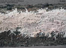 Attēlu rezultāti vaicājumam “Steccherinum fimbriatum”