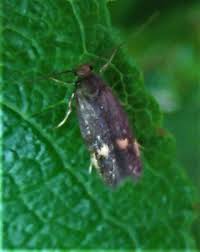 Attēlu rezultāti vaicājumam “Borkhausenia minutella”