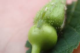 Attēlu rezultāti vaicājumam “Diplolepis bicolor”