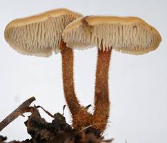 Attēlu rezultāti vaicājumam “Auriscalpium vulgare”