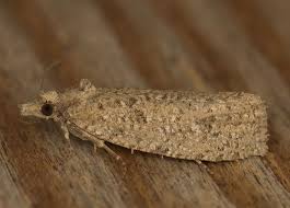 Attēlu rezultāti vaicājumam “Epiblema grandaevana”