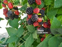 Attēlu rezultāti vaicājumam “Rubus plicatus fruit”