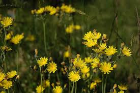 Attēlu rezultāti vaicājumam “Aulacidea hieracii”