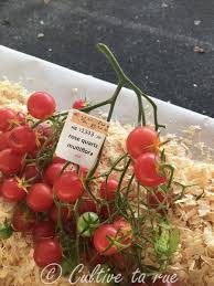 Afbeeldingsresultaat voor rose quartz tomato