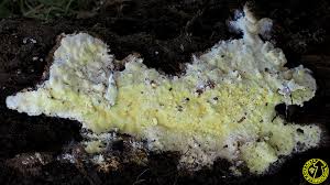 Attēlu rezultāti vaicājumam “Antrodia xantha”