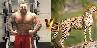 Afbeeldingsresultaat voor cheeta