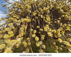 Attēlu rezultāti vaicājumam “Salix caprea male flower”