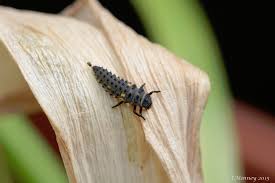 Attēlu rezultāti vaicājumam “Coccinella septempunctata imago”