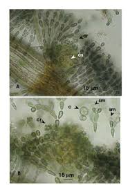 Attēlu rezultāti vaicājumam “Batrachospermum moniliforme”