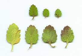 Attēlu rezultāti vaicājumam “Veronica persica fruit”