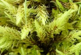 Attēlu rezultāti vaicājumam “Aulacomnium palustre”