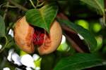 File:<b>Myristica fragrans</b>