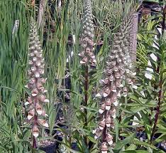Image result for Digitalis lanata