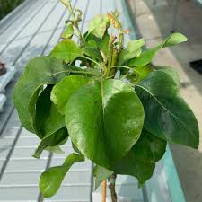 Attēlu rezultāti vaicājumam “Pyrus communis leaf”
