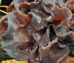 Attēlu rezultāti vaicājumam “Tremella foliacea”