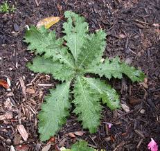 Attēlu rezultāti vaicājumam “Cirsium vulgare leaf”