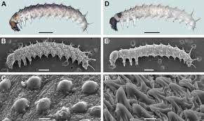 Attēlu rezultāti vaicājumam “Panorpa communis imago”
