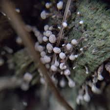 Attēlu rezultāti vaicājumam “Phleogena faginea stalked”