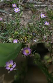 Attēlu rezultāti vaicājumam “Spergularia rubra”