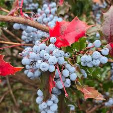 Attēlu rezultāti vaicājumam “Mahonia aquifolium fruit”
