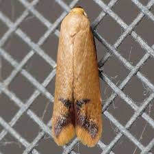 Attēlu rezultāti vaicājumam “Oecophoridae”