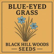 Attēlu rezultāti vaicājumam “Sisyrinchium montanum fruit”