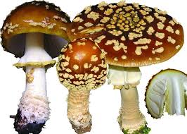 Attēlu rezultāti vaicājumam “Amanita regalis”