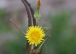 Attēlu rezultāti vaicājumam “Sonchus oleraceus”