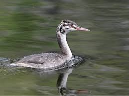 Attēlu rezultāti vaicājumam “Podiceps cristatus”