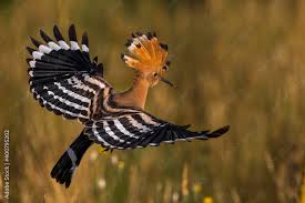 Attēlu rezultāti vaicājumam “Upupa epops adult”