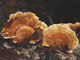 Attēlu rezultāti vaicājumam “Stereum hirsutum”