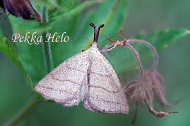 Attēlu rezultāti vaicājumam “Polypogon tentacularius”