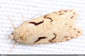 Attēlu rezultāti vaicājumam “Semioscopis steinkellneriana”