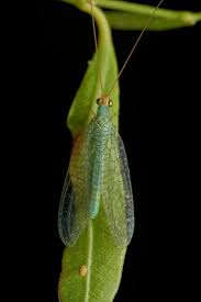 Attēlu rezultāti vaicājumam “Chrysopidae”