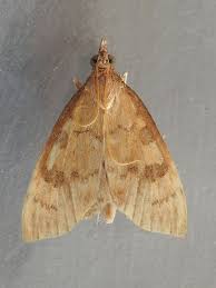 Attēlu rezultāti vaicājumam “Udea fulvalis”