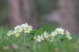 Image result for Primula elatior