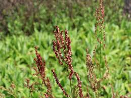 Image result for Sauerampfer