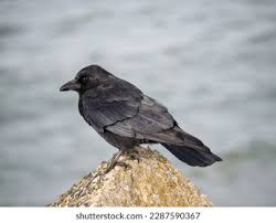 Attēlu rezultāti vaicājumam “Corvus monedula adult”