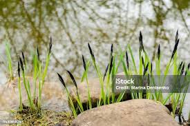 Attēlu rezultāti vaicājumam “Carex nigra”