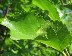Attēlu rezultāti vaicājumam “Morus alba leaf”