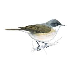 Attēlu rezultāti vaicājumam “Sylvia curruca”