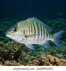 Image result for Lutjanus novemfasciatus