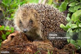 Attēlu rezultāti vaicājumam “Erinaceus sp.”