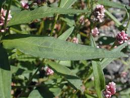 Attēlu rezultāti vaicājumam “Persicaria maculosa flower”