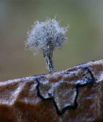 Attēlu rezultāti vaicājumam “Didymium serpula”