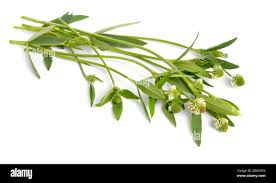 Attēlu rezultāti vaicājumam “Trifolium montanum leaf”