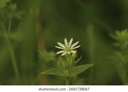 Attēlu rezultāti vaicājumam “Stellaria nemorum flower”