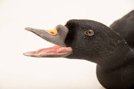 Attēlu rezultāti vaicājumam “Melanitta nigra male”